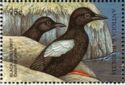 Black Guillemot (Cepphus grylle)